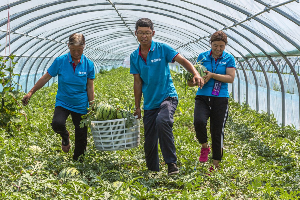 大学生回乡创业 西瓜种植有成效