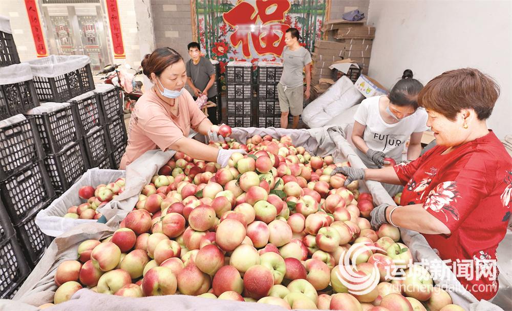 河津市柴家镇：瓜果飘香 农户增收