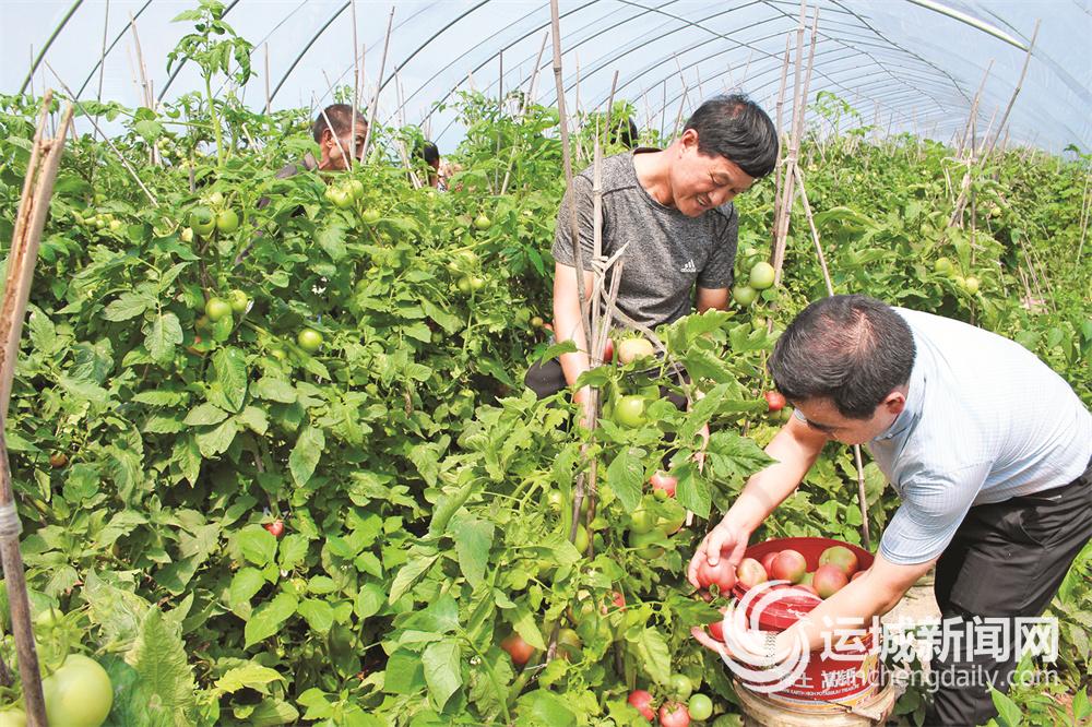 闻喜县后宫乡蔬菜种植业助力乡村振兴