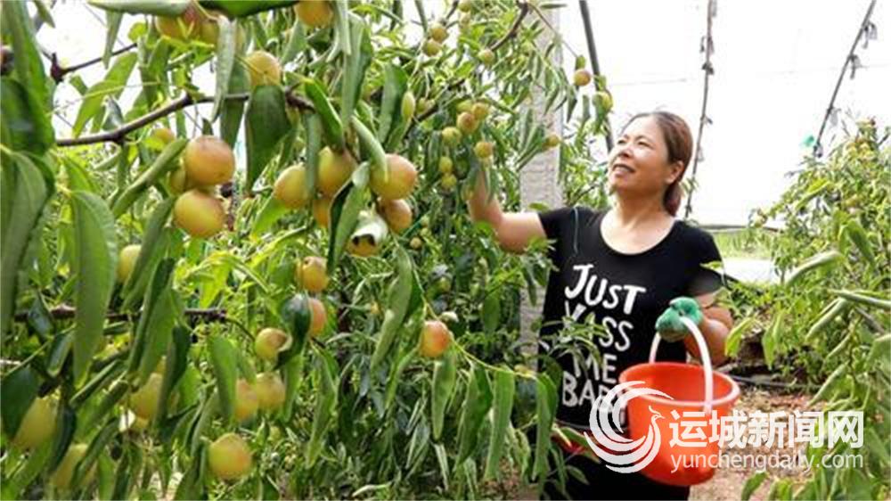 溫室冬棗讓農戶提“棗”致富