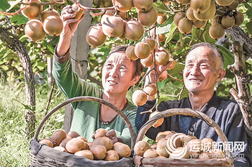 万荣农民贾化民优选种植猕猴桃