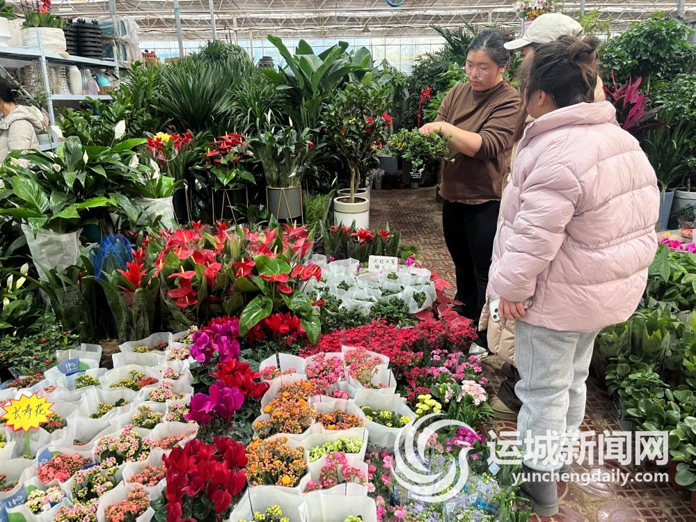 新春花市正红火