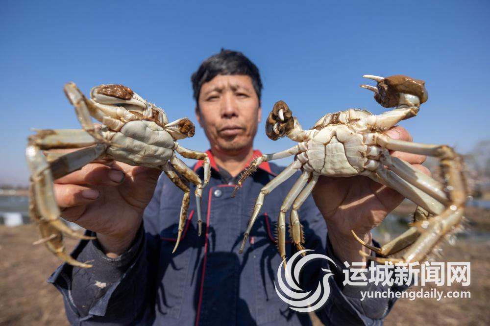 JN江南官网临猗：文商融合绘新卷 “农”墨重彩谱华章(图9)