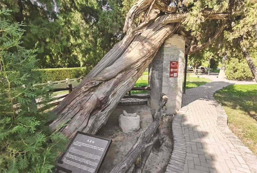 我市舜帝陵庙“活柏抱死柏”“连理柏”入选首批“国保单位・古树名木”协同保护名录